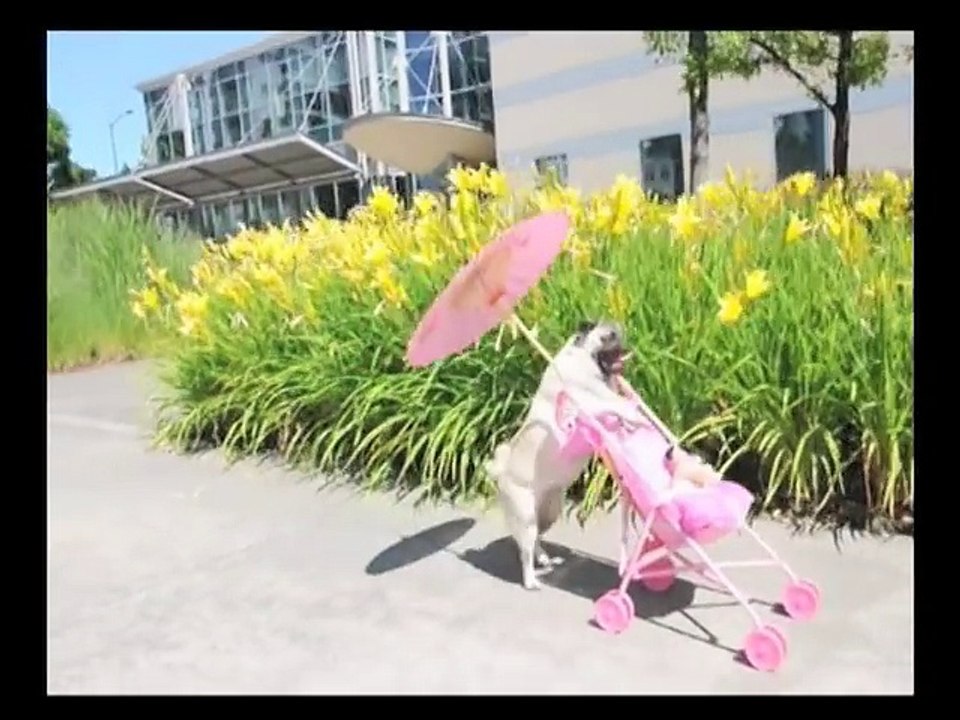 Jenny The Pug Pushing Stroller in Portland