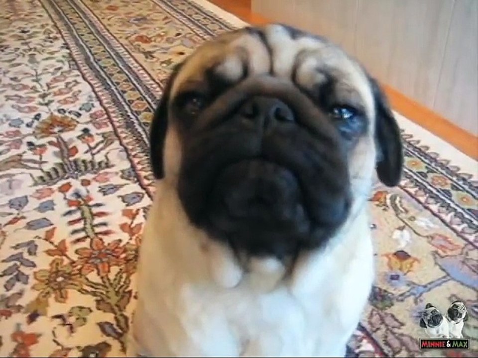 Max the Silent Barking Pug