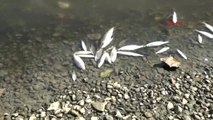 Bartın Irmağı'nda Balık Ölümlerine Karşı Su Takviyesi