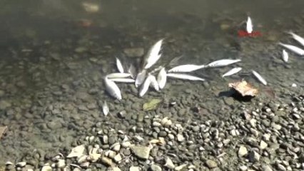 Bartın Irmağı'nda Balık Ölümlerine Karşı Su Takviyesi