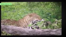 Leopard Attacks Gnu, 2 Lion vs Buffalo & Wild Boar | Real Fight Animals Attack 2016 # Wild