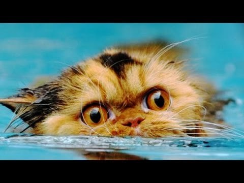 รวมมิตร แมวเอ๋ยแมวเหมียว