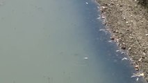 Bartın Irmağı'nda Balık Ölümleri