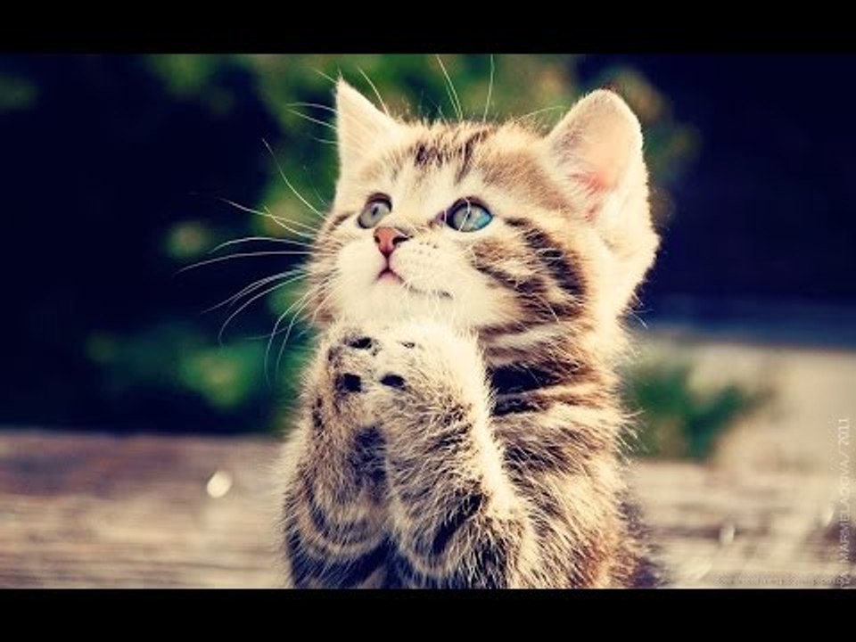 Video Kucing Lucu Bersuara Ngek Ngek