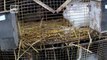 Les élevages de lapins angora sont horrible pour ces pauvres animaux!