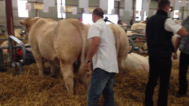 Préparatifs pour les concours de race charolaise