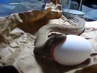 snake eating egg
