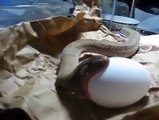 snake eating egg