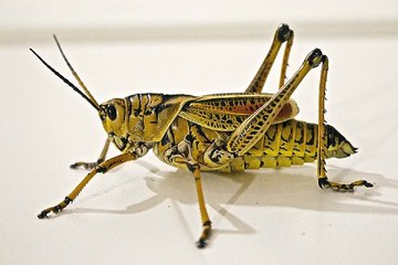 찜알바《검색》알바모집,경기고액알바,여성알바,가라오케알바