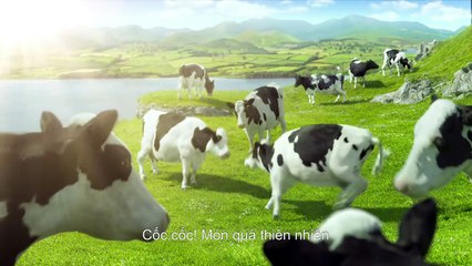 Quảng cáo sữa Vinamilk - Trang trại Vinamilk -Tiêu chuẩn quốc tế cho nguồn sữa tươi 100% thuần khiết