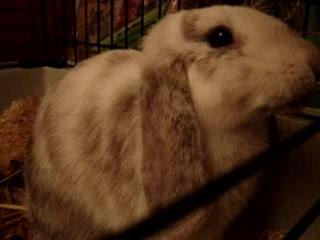 Kuku Glouglou: Qui Boit ?