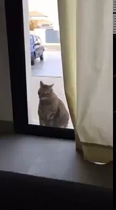 Funny Cat Videos