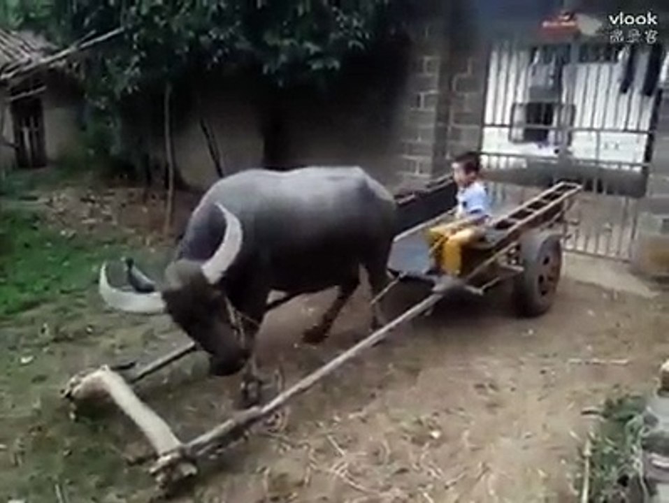 Buffalo Vs Small child