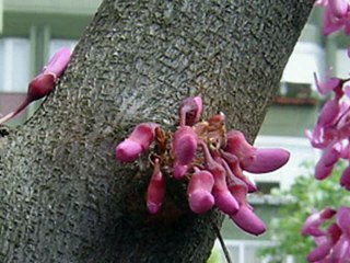 GECELER ŞEMSETTİN DERVİŞOĞLU  SESLENDİREN... HAVA KÖSEOĞLU   KLİP ...AYNUR AVCI