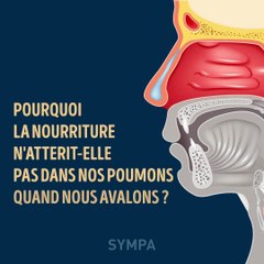 Pourquoi la nourriture n'atterrit-elle pas dans nos poumons quand nous mangeons ?