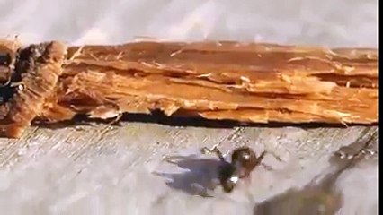 Yere düşen bir damla içkiyi içen karıncanın içler acısı hali..