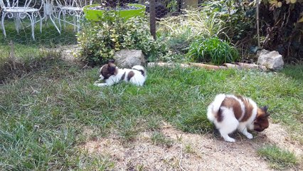 Musette et Myrtille 17/09/2016