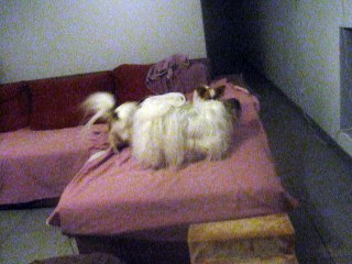 Eros, Lyli et Lolita