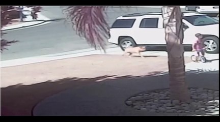 GLORIOUS Cat Defends Kid Against Dog Attack