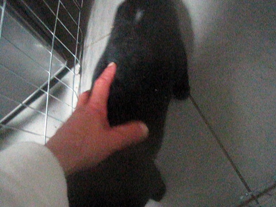 Bagheera