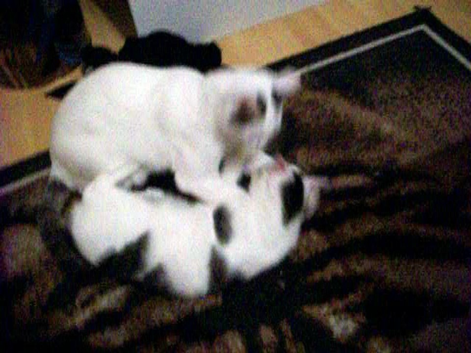 Harvey und Vinzent am 12.09.2016