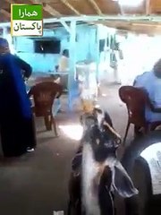 Goat Drink Coca Cola..