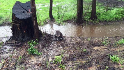 Koala Lost in Australian Floodwaters