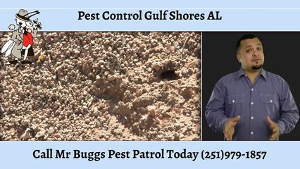 Pest Control Gulf Shores AL (251) 979-1857