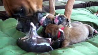 Amazing Puppy Birth (Part 4)