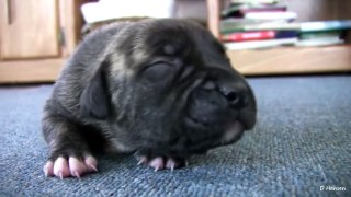 2 Week Old Pit Bull Puppies (in HD)