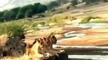 Leones Salvajes Cazando en África ( Documental de Animales)