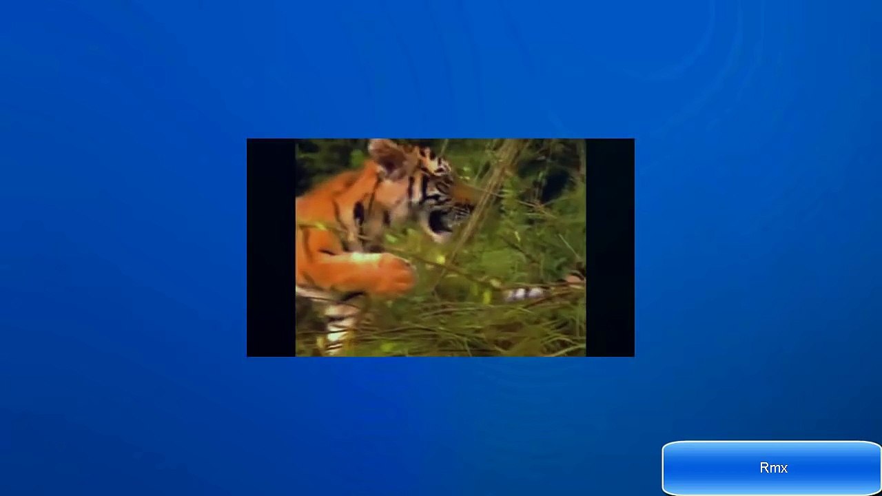 baby einstein en español Descubriendo el cielo capitulos completos