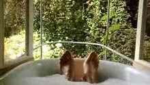 Bathing with Lavomisse