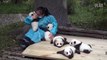 Baby pandas' looking for hugs，cute giant panda