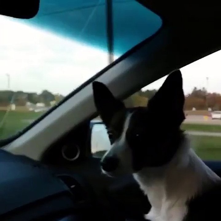 Puppy realizes hes at a dog park, goes absolutely bonkers