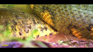 Top 10 Giant Anaconda  World