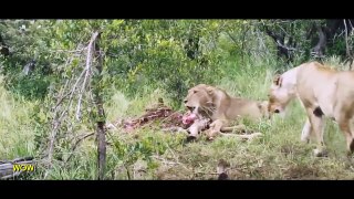Lions vs Hyenas - Hyena Trying to Eat Lion  Most Amazing Animal Attacks #33 Craziest Animal Fights
