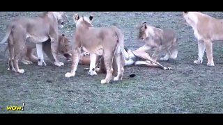 Lion vs Impala vs Hyena, Leopard  Most Amazing Wild Animal Attacks #50  Craziest Anaimal Fights