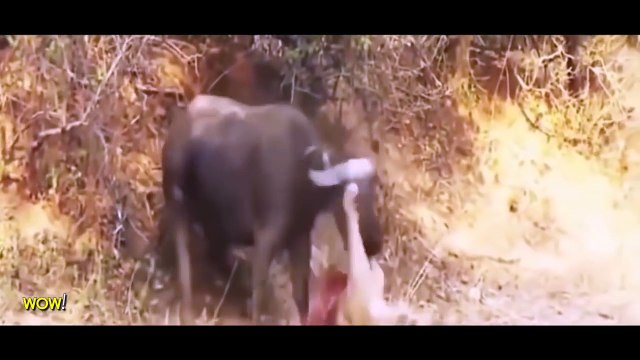 Lion vs Snake vs Eagle Most Amazing Wild Animal Attacks #30 Craziest Animal Fights