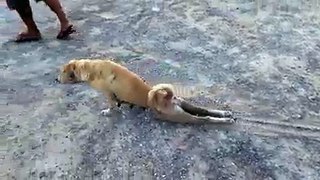 Funny dogs video