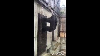 徳島のチンパンジーやばいって（笑）　2016年9月17日