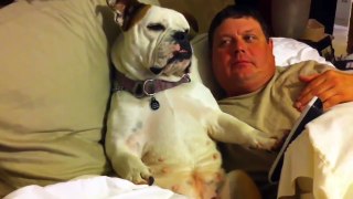 Funny Animal Videos: New Funny Bulldog Videos Compilation