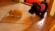 Funny Animal Videos: Puppies Barking Compilation