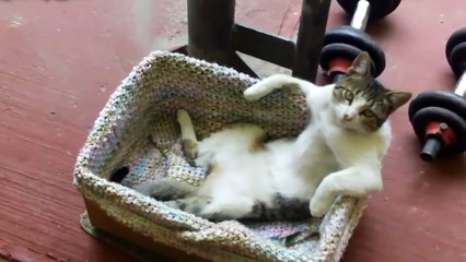Funny Animal Videos: Top 10 Funny Cats Sitting Like Humans Compilation