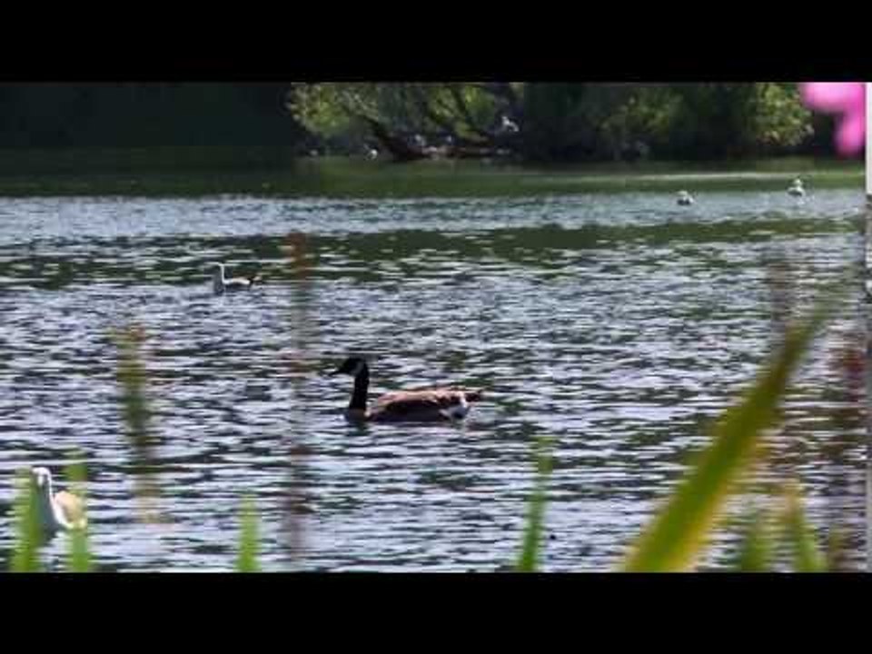 canard