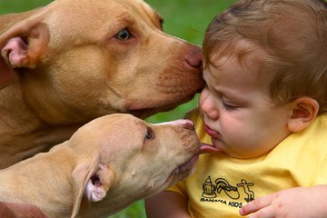 Pitbull attack Human-- Crazy Dogs Attack Compialtion 2016
