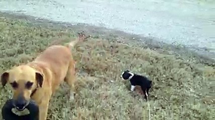 Cute Puppy Has Other Plans For Her Walk