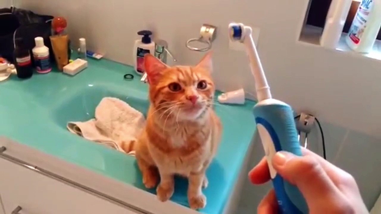 un chat qui adorela brosse à dent électrique
