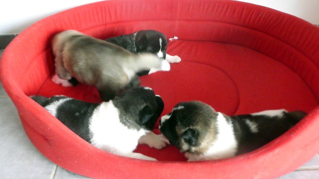 Akita américain du sixième sens 21 jrs