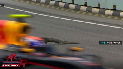 Formule 1 - Le Grand Prix de Singapour interrompu par un lézard géant